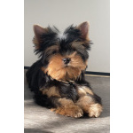 Щенки йоркширского терьера мини