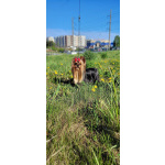 Щенки йорки мини с документами РКФ