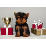 Щенки йорки мини с документами РКФ