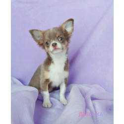 Щенки Чихуахуа