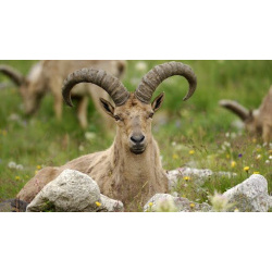 Дагестанский тур