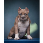 щенки американский булли