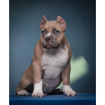 щенки американский булли