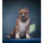 щенки американский булли