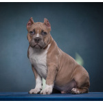 щенки американский булли