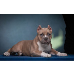 щенки американский булли