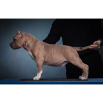 щенки американский булли