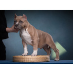 щенки американский булли