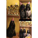 Английский кокер-спаниель — красивые щенки