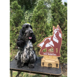 Английский кокер-спаниель — красивые щенки