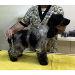 Английский кокер-спаниель — красивые щенки