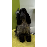 Английский кокер-спаниель — красивые щенки