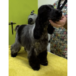 Английский кокер-спаниель — красивые щенки