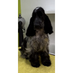 Английский кокер-спаниель — красивые щенки