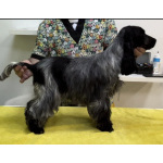 Английский кокер-спаниель — красивые щенки