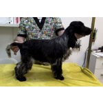 Английский кокер-спаниель — красивые щенки