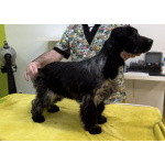 Английский кокер-спаниель — красивые щенки