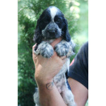 Английский кокер-спаниель — красивые щенки