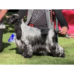 Английский кокер-спаниель — красивые щенки