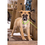 Маленькое счастье - щенок Тишка ищет дом!