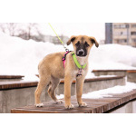 Маленькое счастье - щенок Тишка ищет дом!