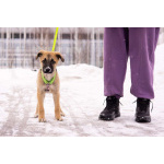 Маленькое счастье - щенок Тишка ищет дом!