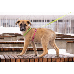 Маленькое счастье - щенок Тишка ищет дом!