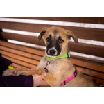 Маленькое счастье - щенок Тишка ищет дом!