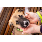 Маленькое счастье - щенок Тишка ищет дом!