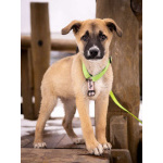 Маленькое счастье - щенок Тишка ищет дом!