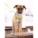 Маленькое счастье - щенок Тишка ищет дом!