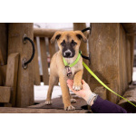 Маленькое счастье - щенок Тишка ищет дом!