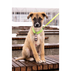 Маленькое счастье - щенок Тишка ищет дом!