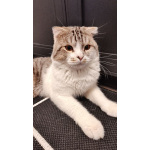 Молодой кот ищет новых хозяев