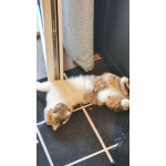 Молодой кот ищет новых хозяев