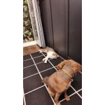 Молодой кот ищет новых хозяев