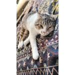 Молодой кот ищет новых хозяев