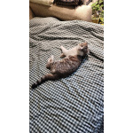 Молодой кот ищет новых хозяев