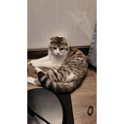 Молодой кот ищет новых хозяев