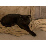 Лютик ищет дом!