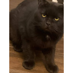 Лютик ищет дом!