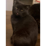 Лютик ищет дом!