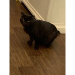 Лютик ищет дом!