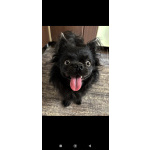 Ищем девочку чихуахуа для нашего жениха