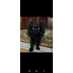 Ищем девочку чихуахуа для нашего жениха