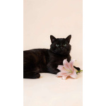 Самый добрый на свете котик Сириус ищет дом и доброе сердце!