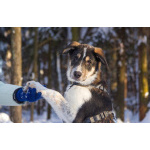 Робби в поисках семьи!