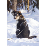 Робби в поисках семьи!