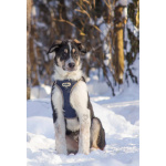 Робби в поисках семьи!