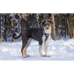 Робби в поисках семьи!